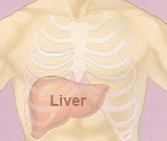 liver meridian